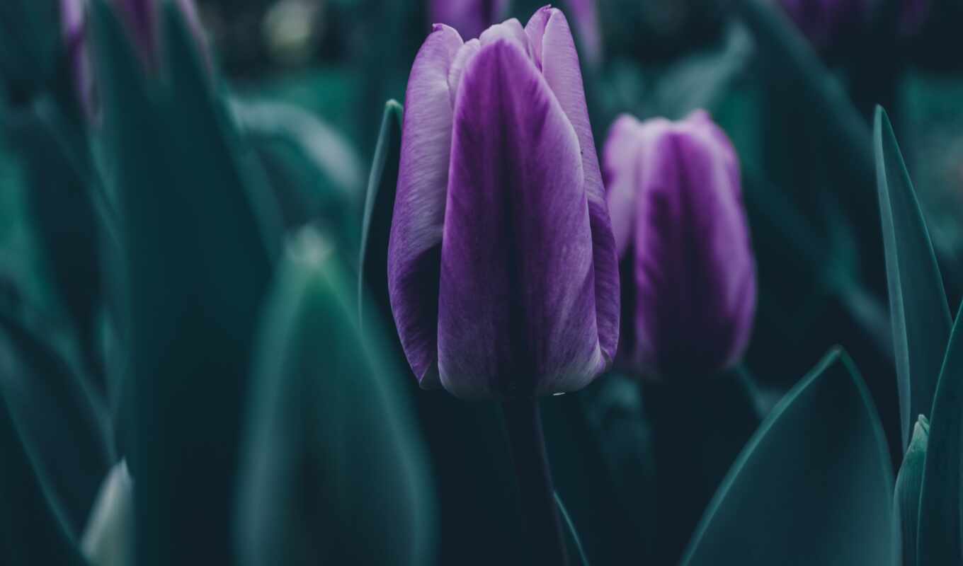 природа, зелёный, purple, dark, весна, тюльпан, leaf, эмоция