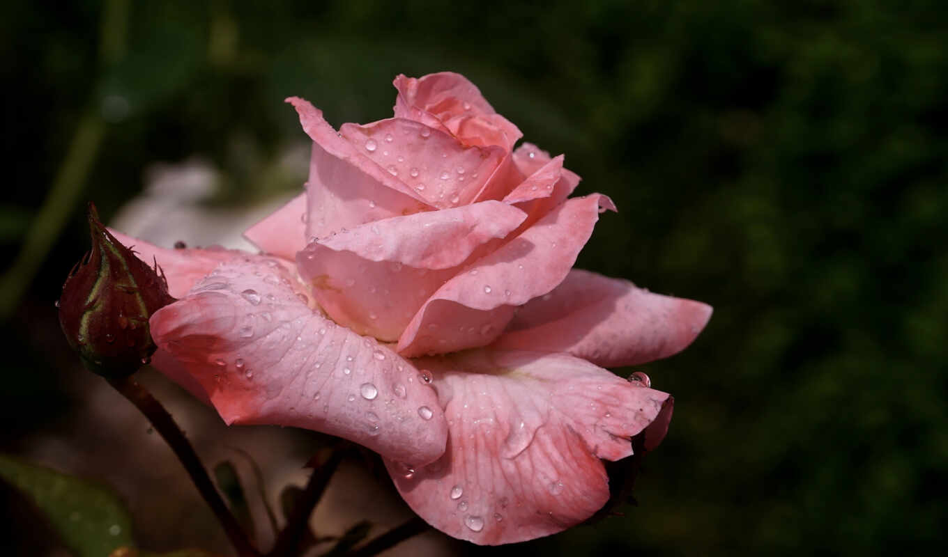 flowers, rose, drop, water, takeoff, pixabay