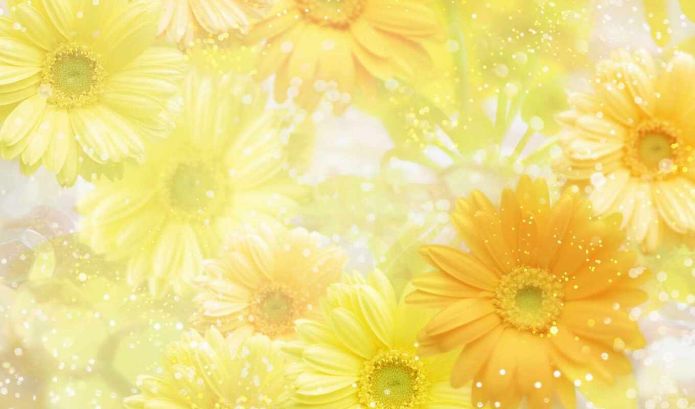 природа, цветы, yellow, daisy