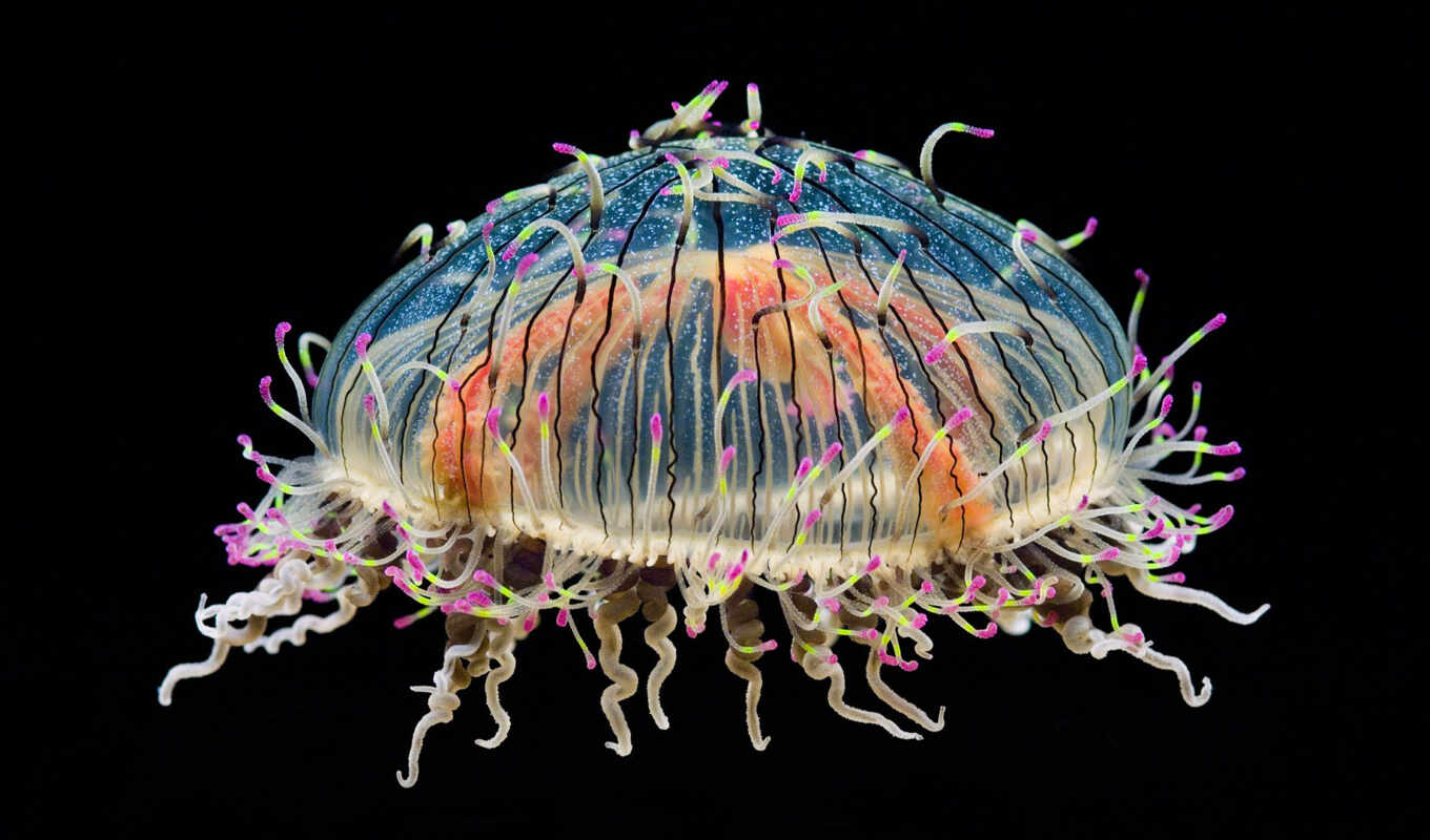 красивые, медузы, jellyfish, цветочная, медуз, сальпы, атолла