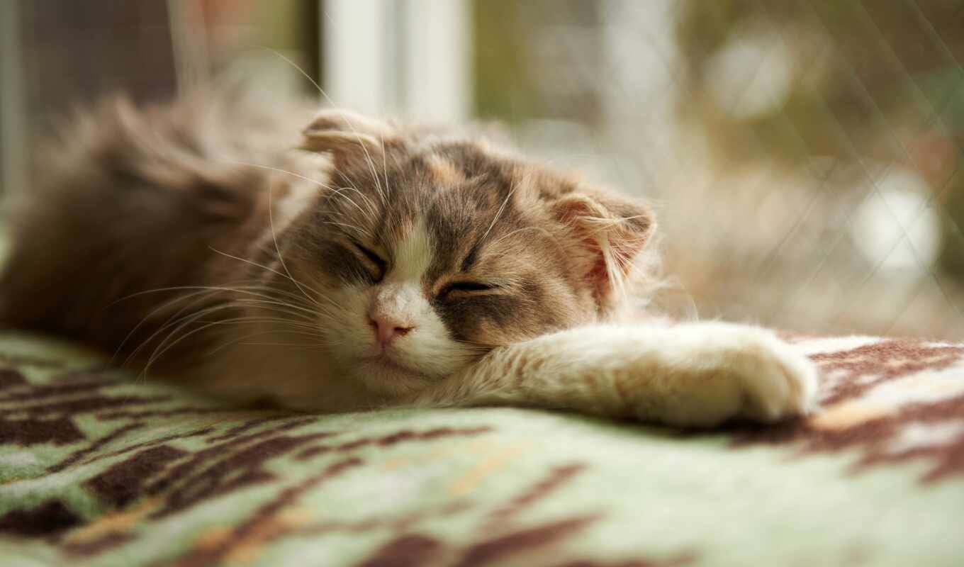 sun, окно, одеяло, кот, котенок, спит, спать