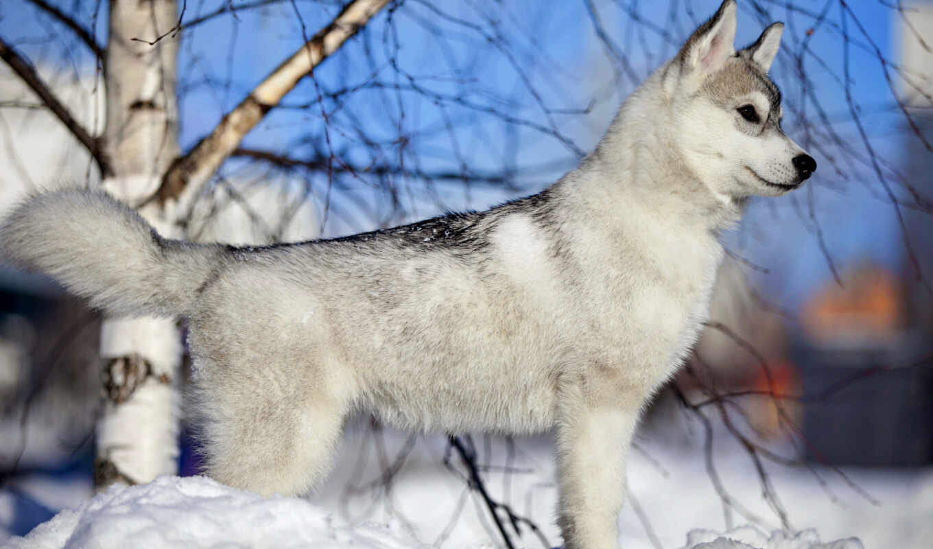 nature, snow, winter, dog, husky, friend