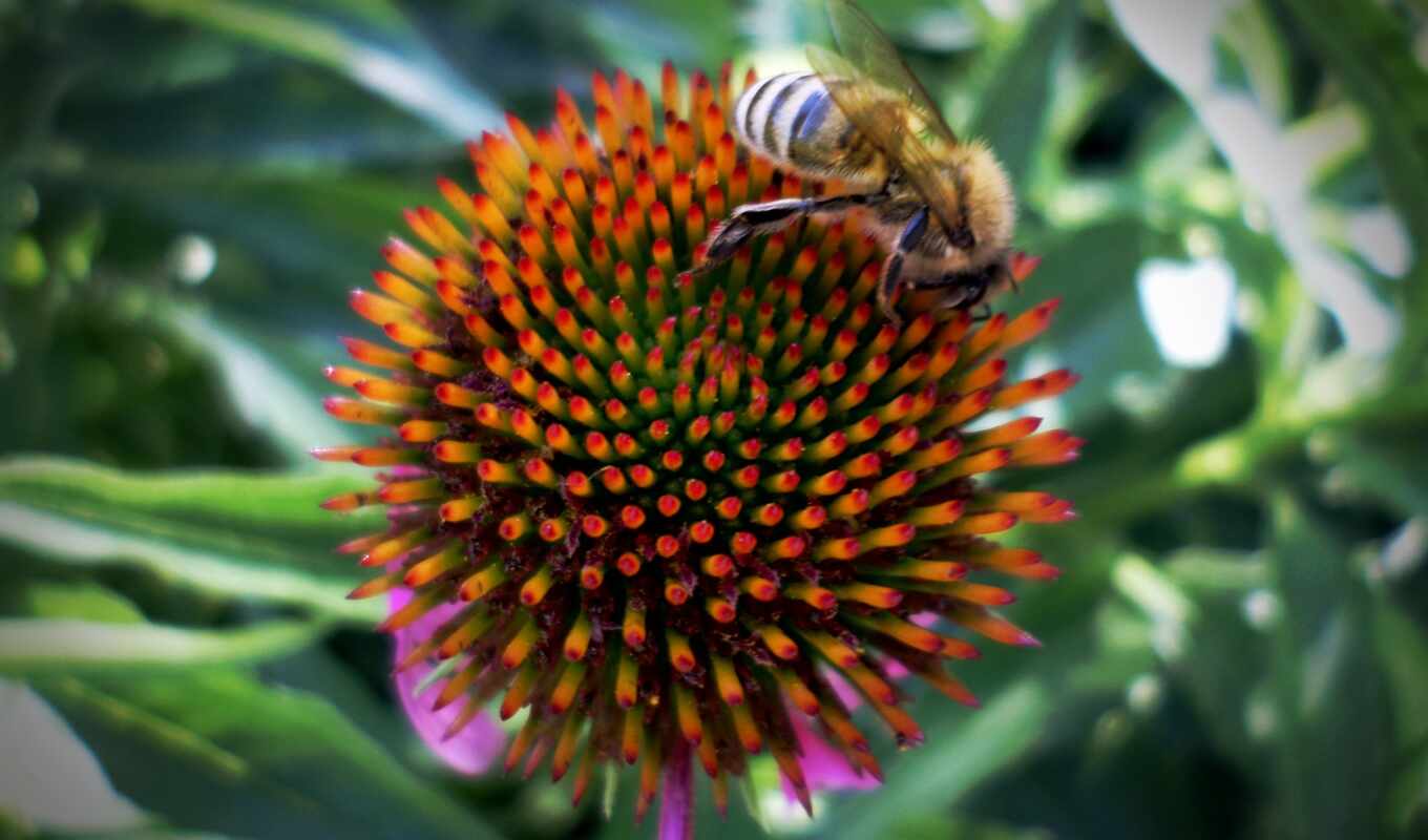 пчелка, zinnia