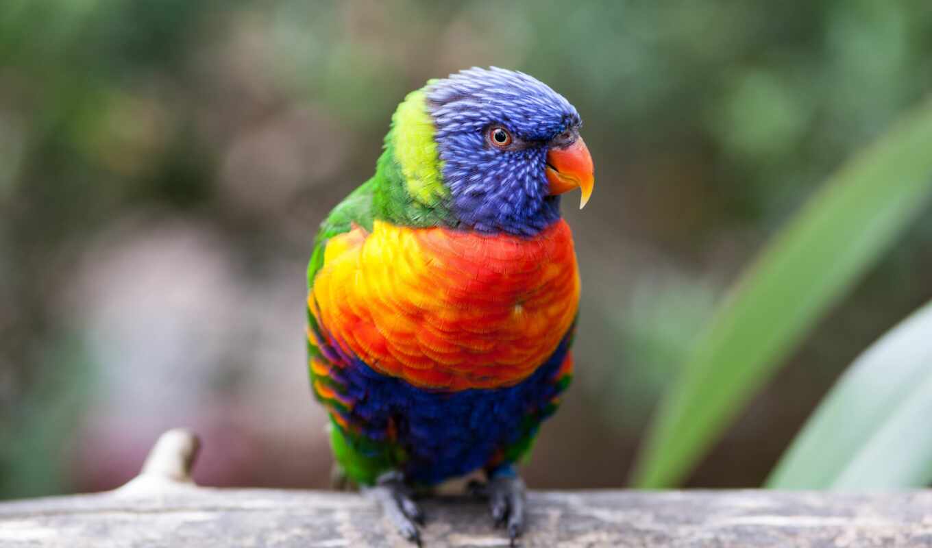 eye, bird, a parrot, bright, multicolor, beak, smart, embroidery, bird, scare, loriket