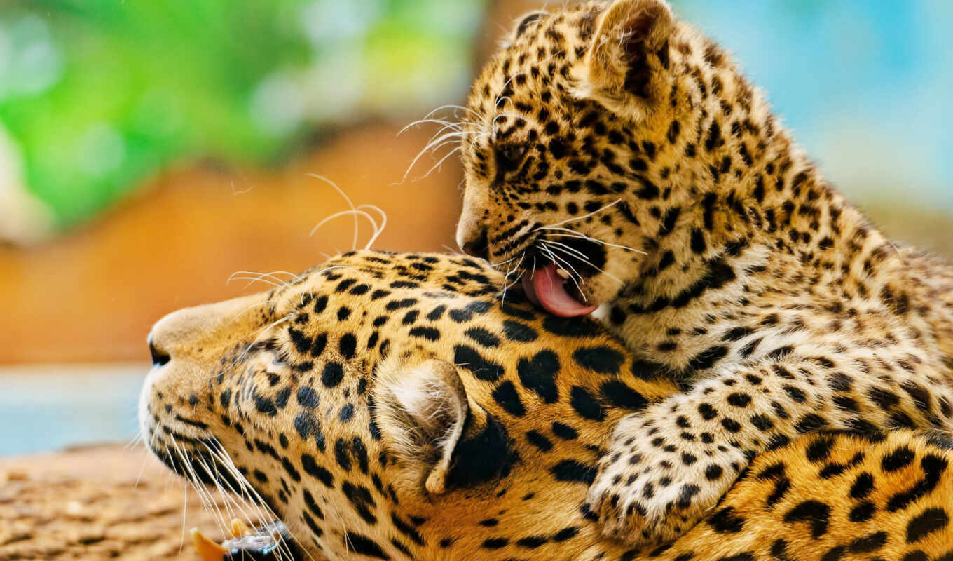 леопард, animal, паук, jaguar, семья, нежность, облизываться