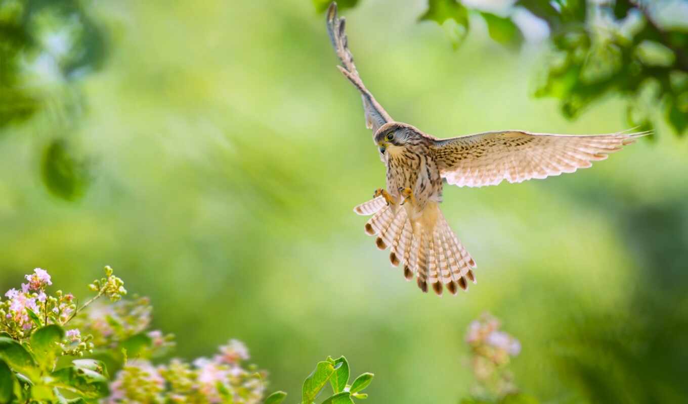 nature, bird, animal, fly, wing, weed, a feather, kestrel, sparrowhawk