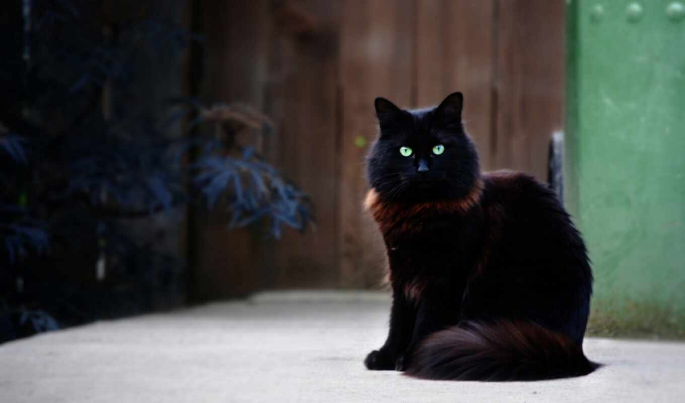 black, взгляд, глаз, кот, морда, зеленое