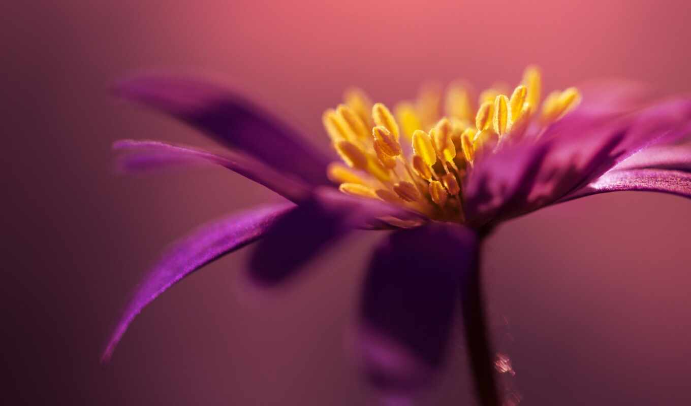 flower, purple