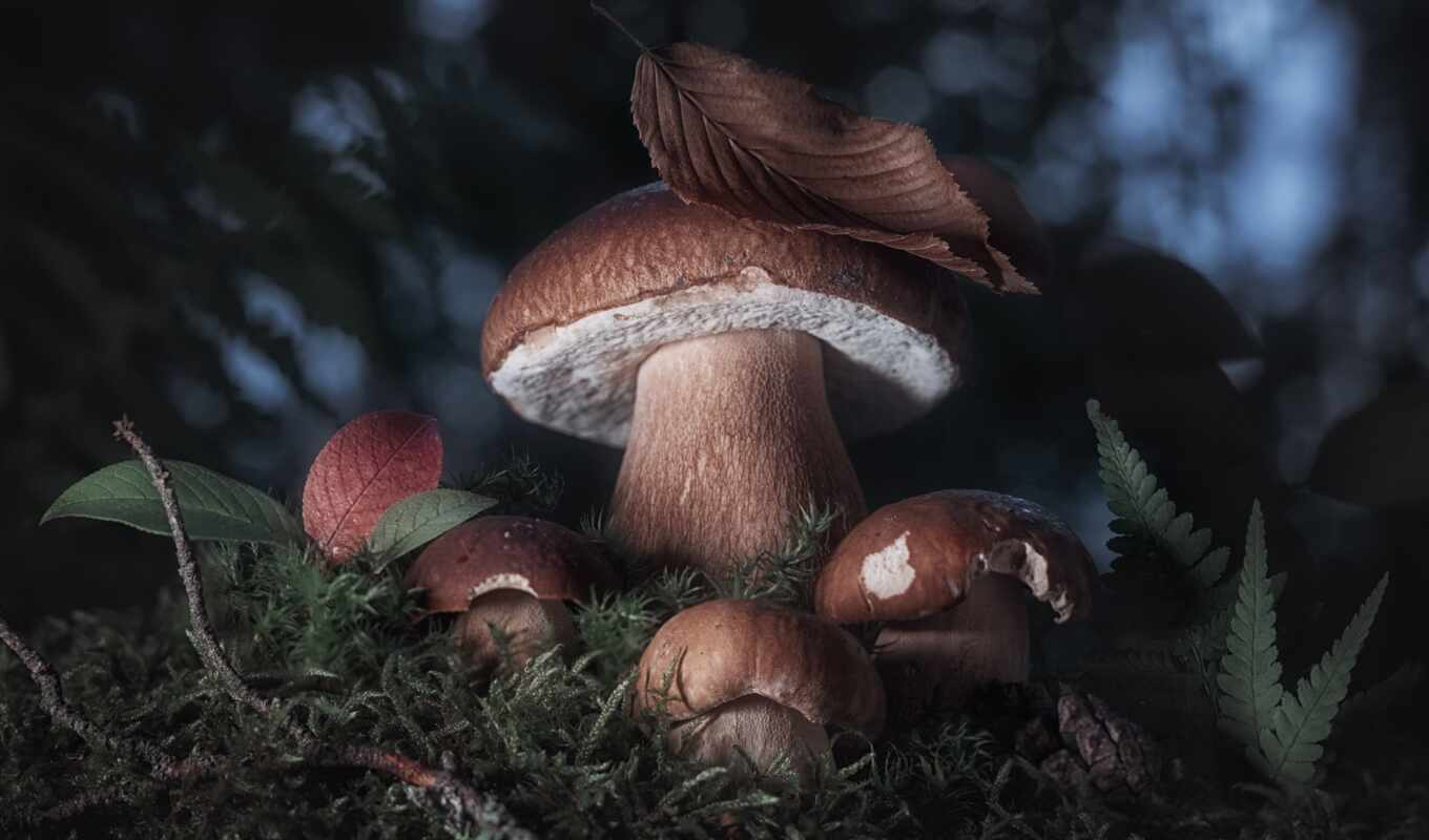 drop, mushroom, alexandra, чорный