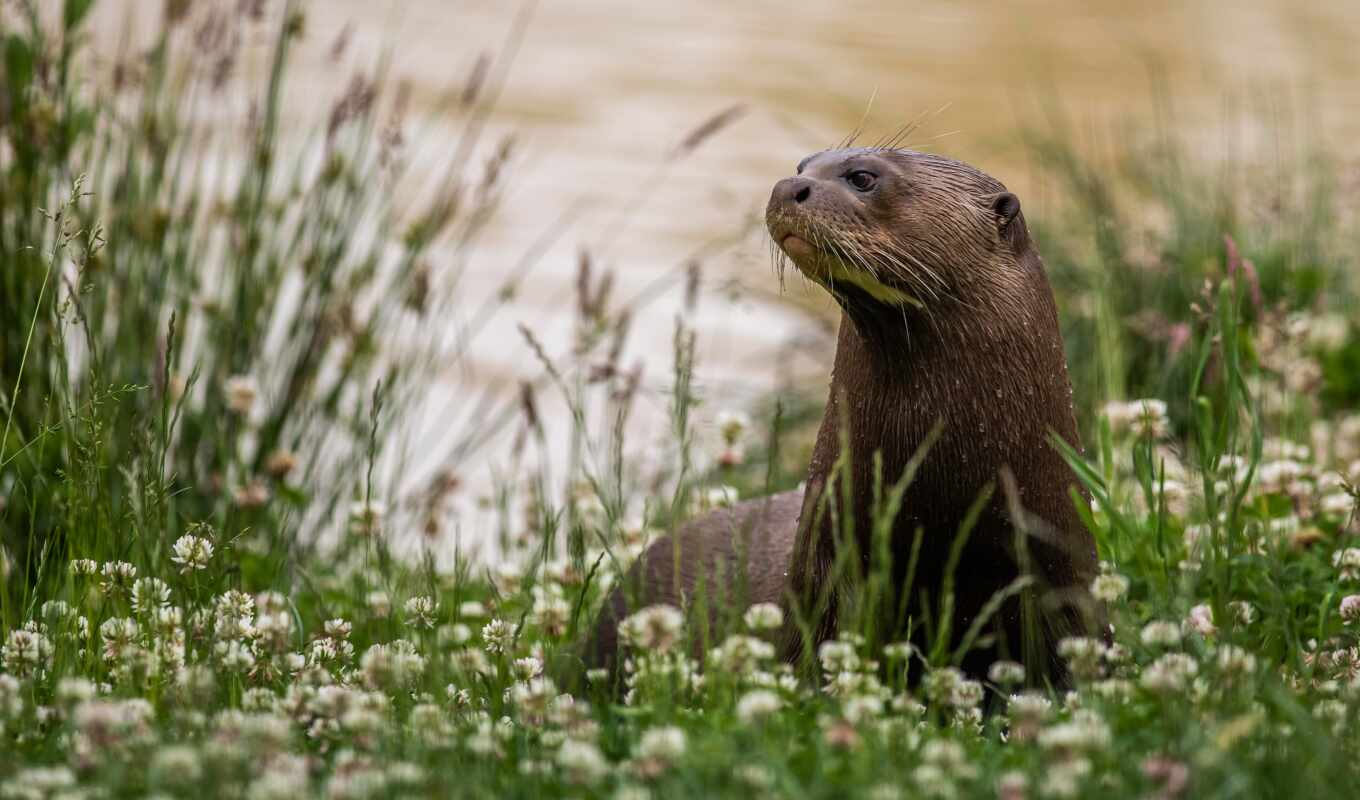 grass, animal, otter