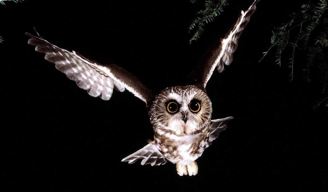 owl, see, bird, animal, 