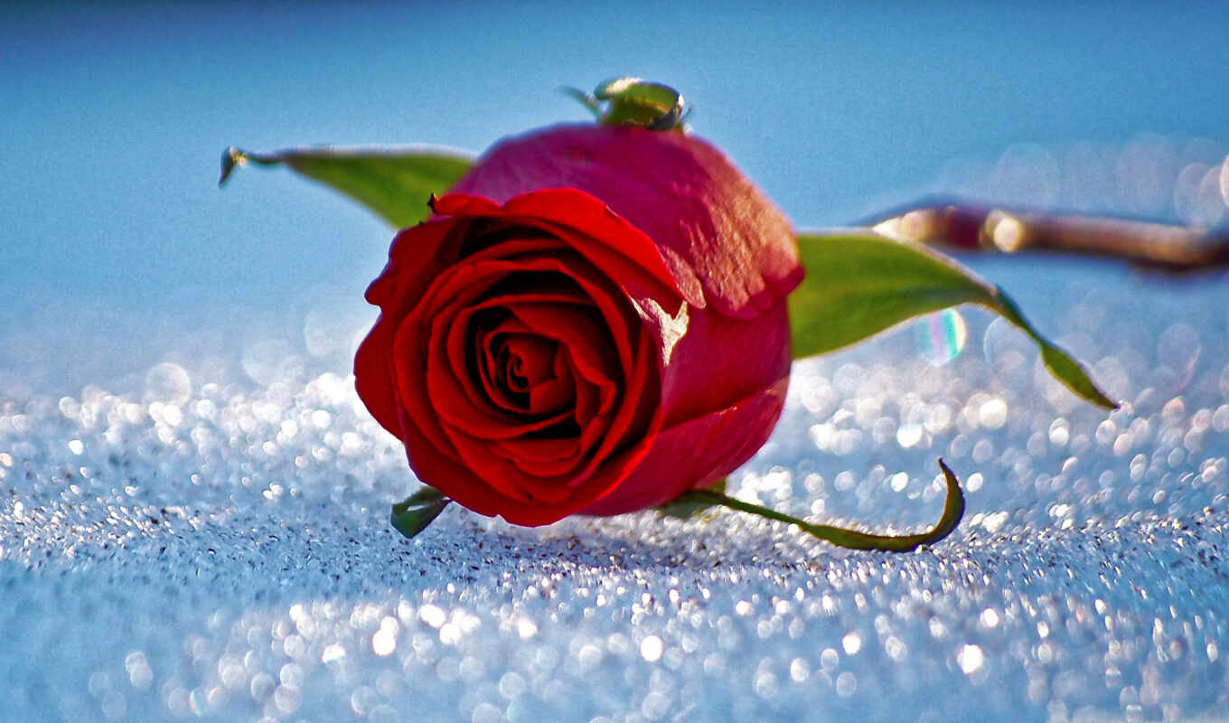 desktop, high, rose, background, red, snow, flowers