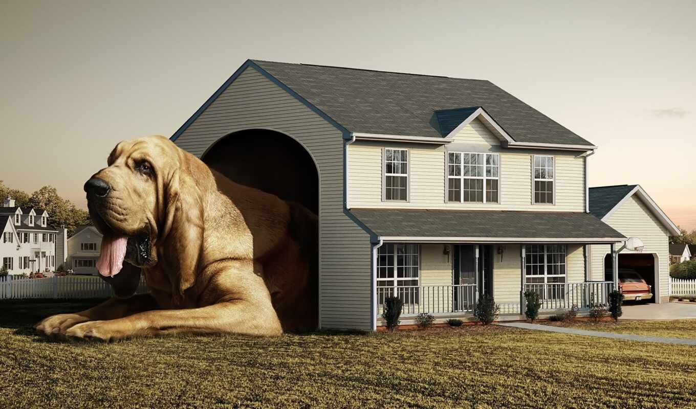 дома, большая, собака, собаки, кошками, обслуживание, dome, собаку, частного