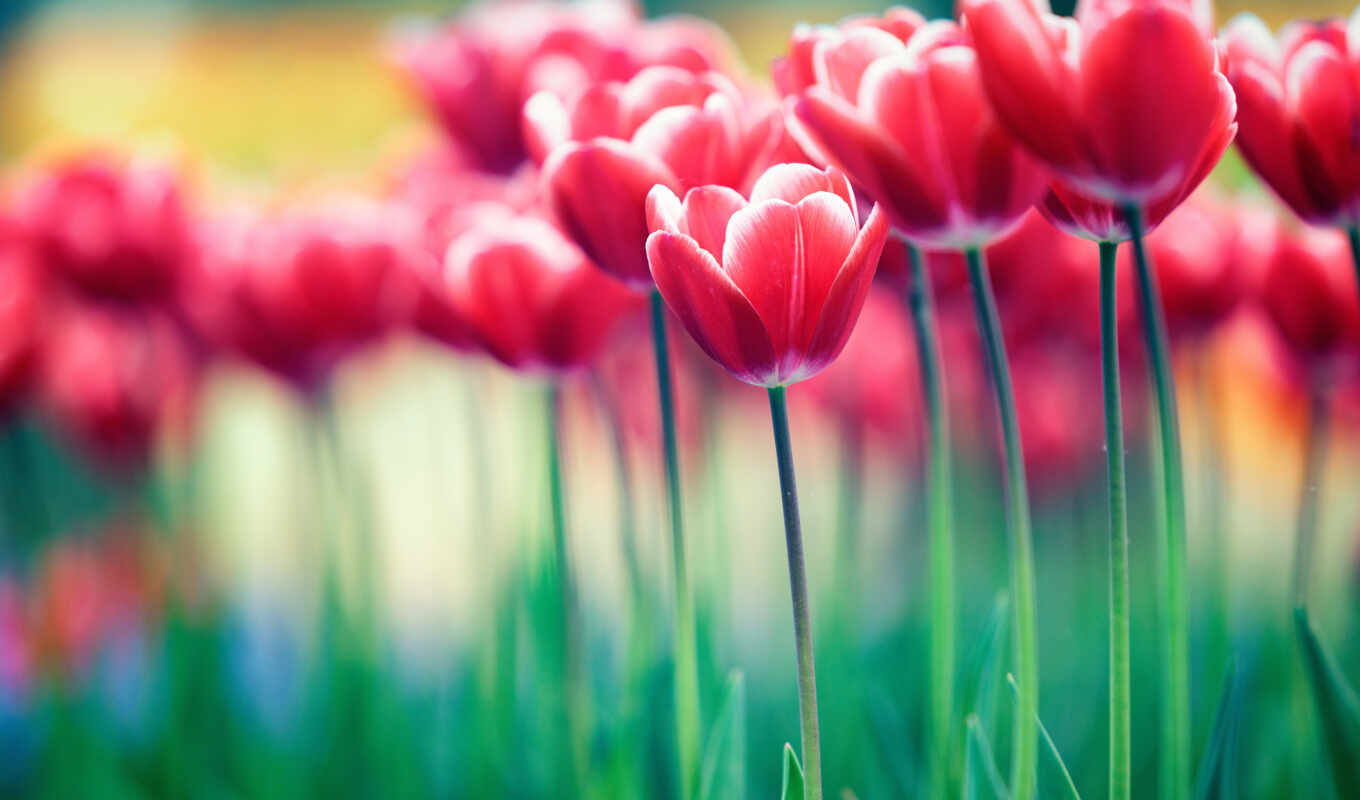 природа, red, flowers, тюльпаны, тюльпан, cvety