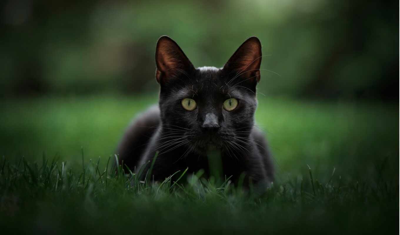 black, глаз, зелёный, кот, negro, verde, pet, gato, ojo, бомбей, ночью