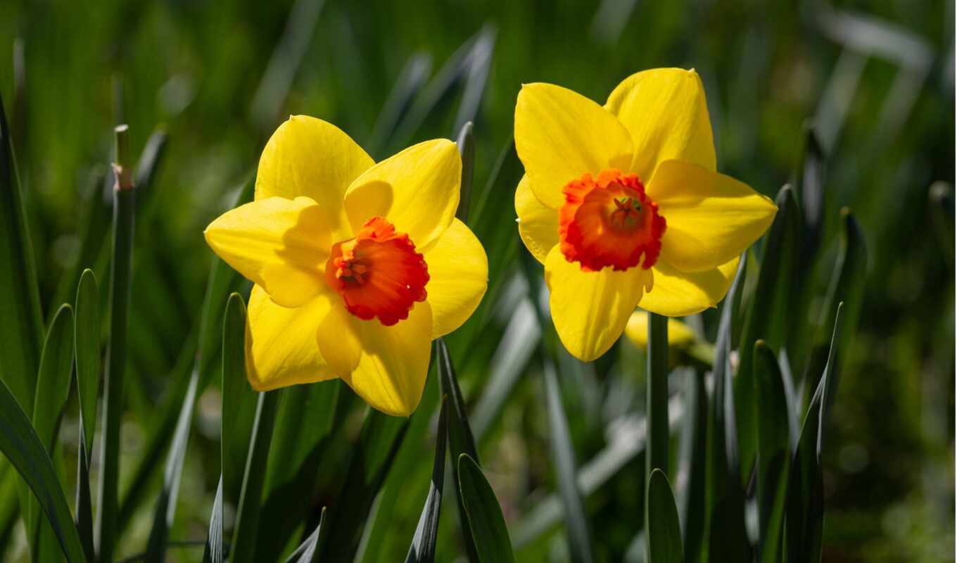 wild, daffodil