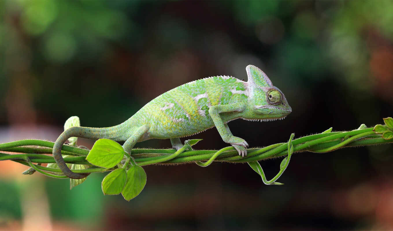 reptile, chameleon