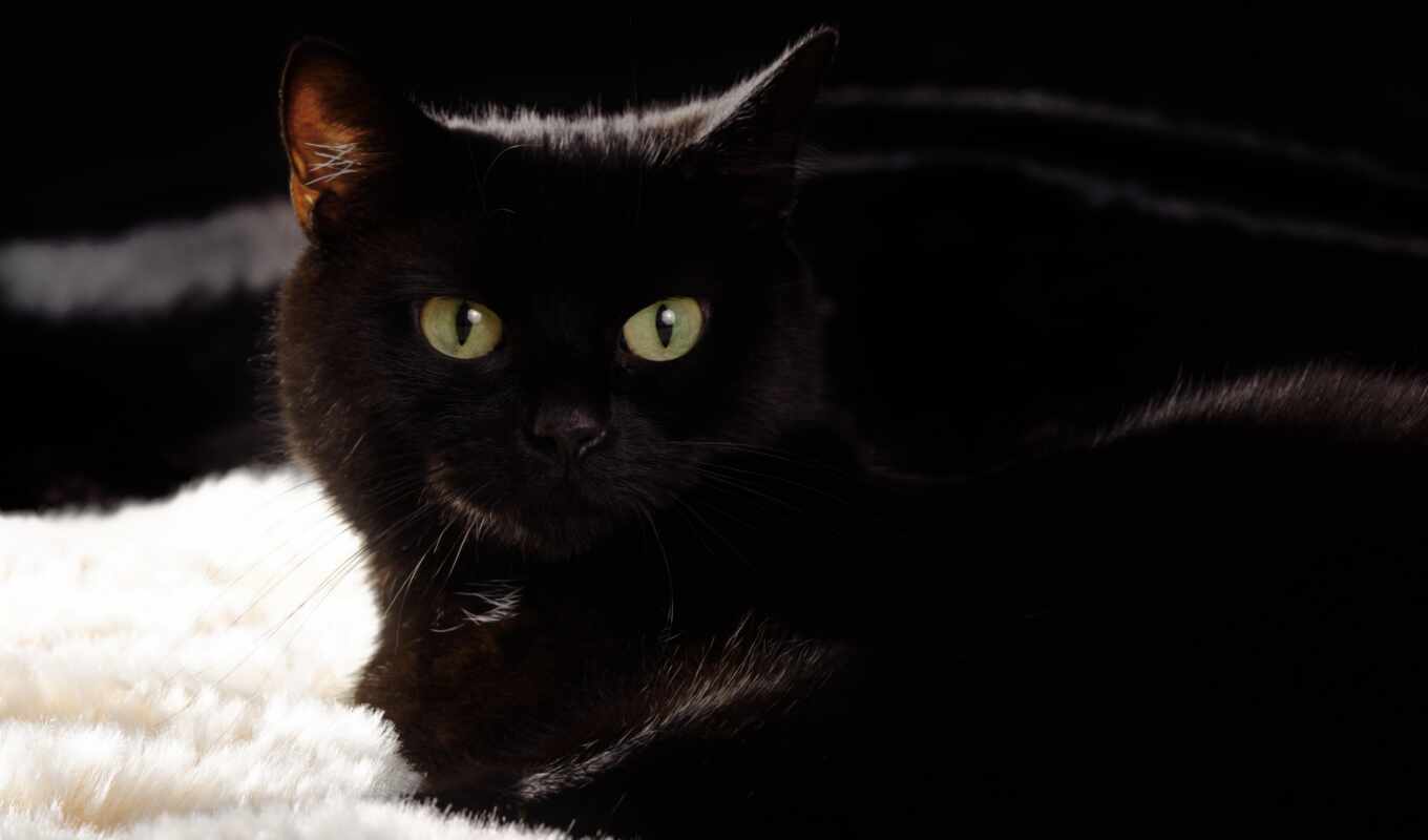 black, кот