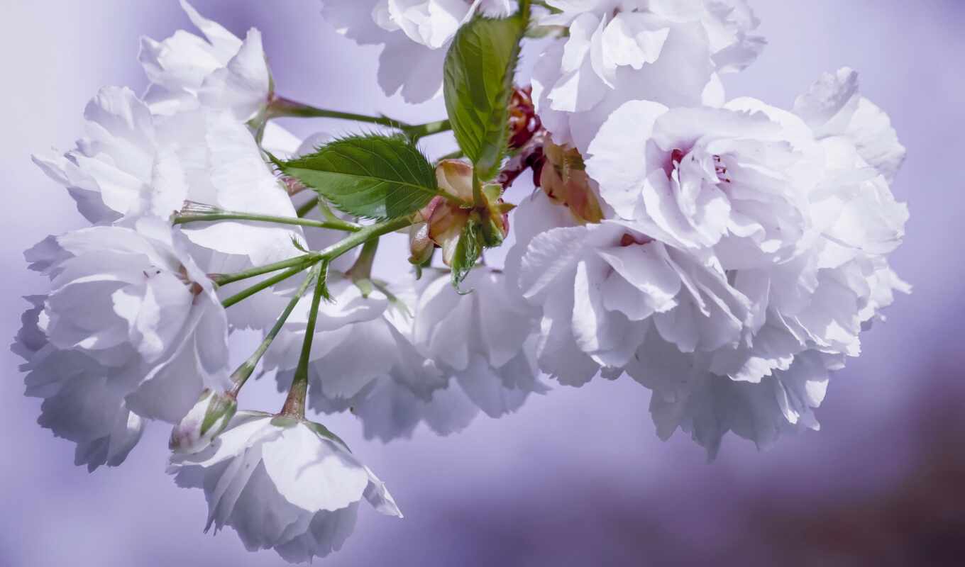 flowers, white, cherry, pixabay