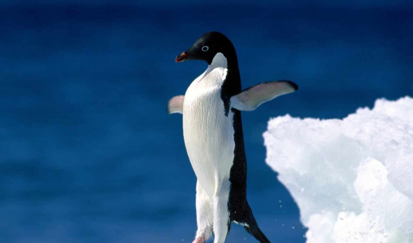 animal, penguin
