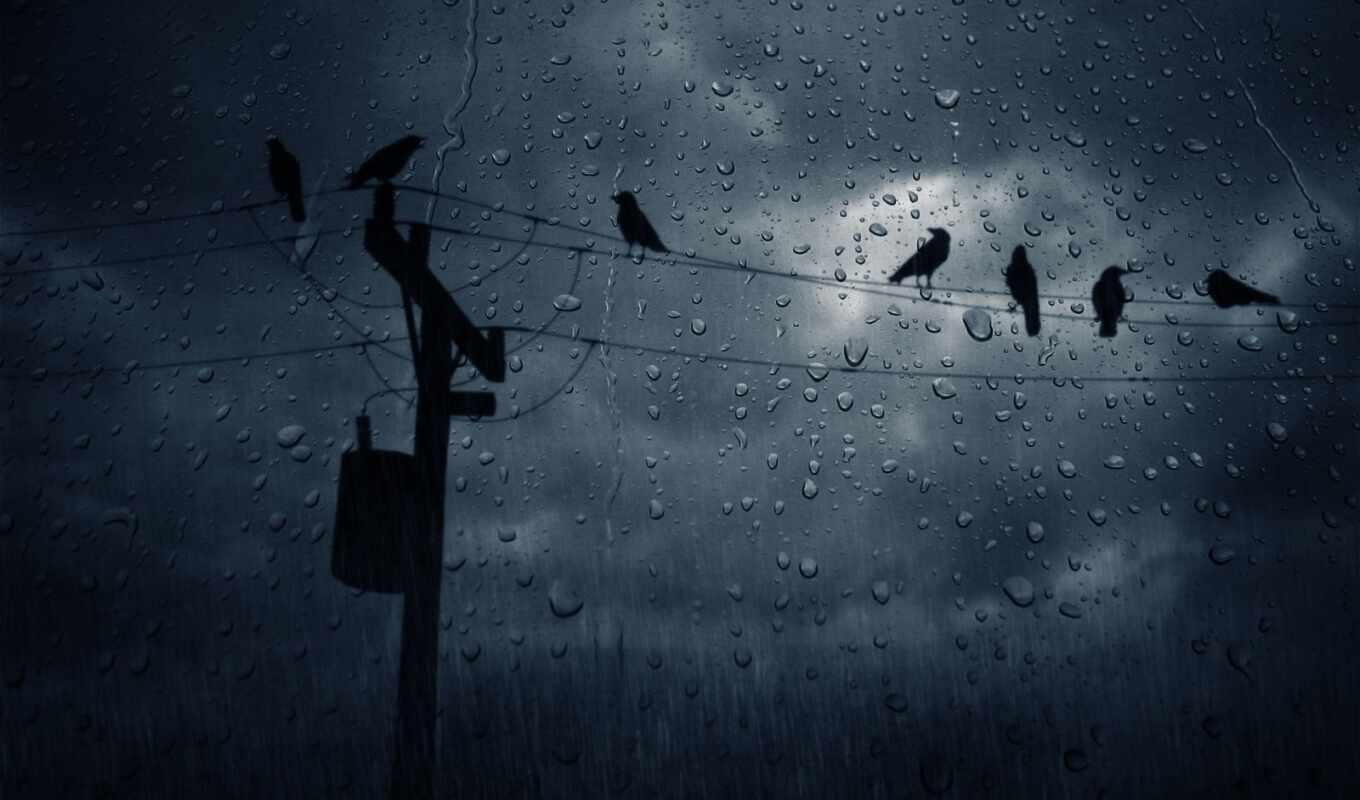 drop, rain, night, amplifier, bird, dark, line, darkness