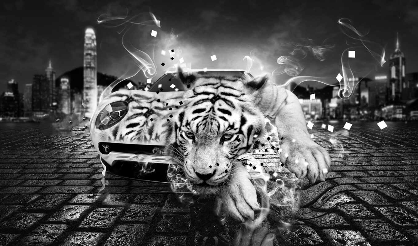 online, creative, car, to listen, tiger