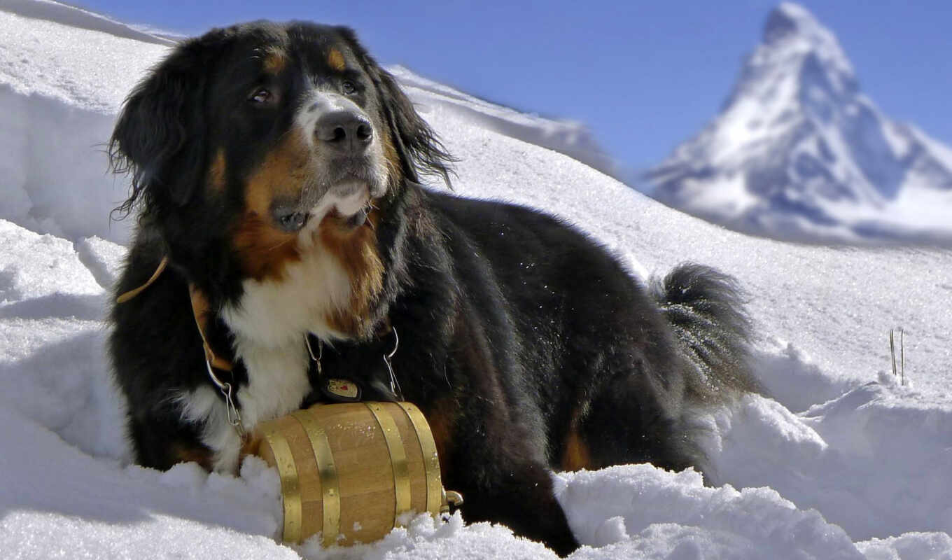 снег, гора, собака, animal, bernese