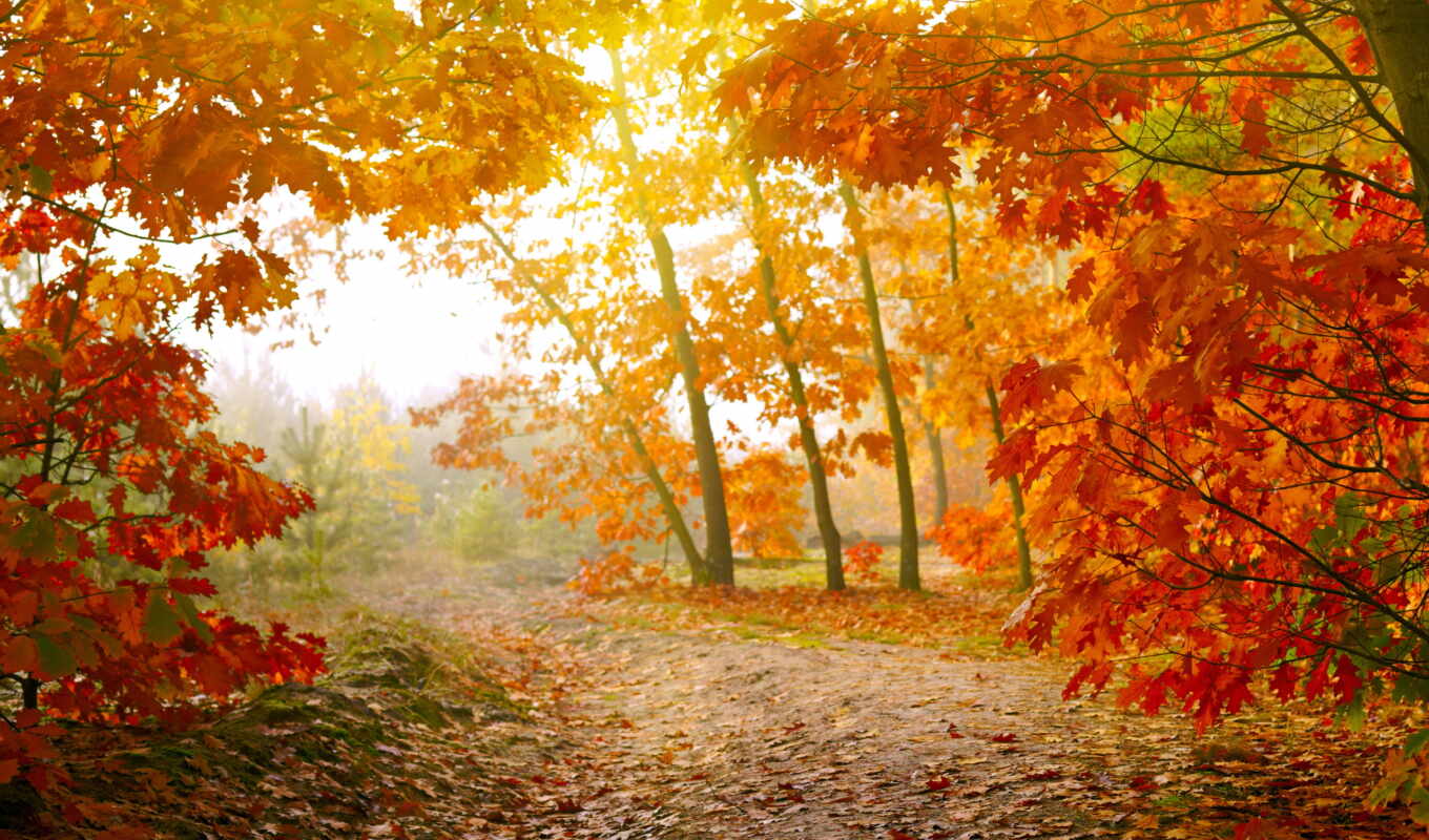 природа, пейзажи -, листья, лес, осень, листва, trees