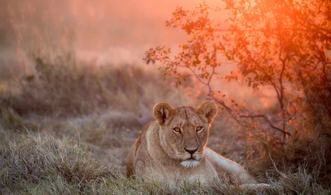 природа, взгляд, lion, кот, хищник, wild, морда, animal, львица
