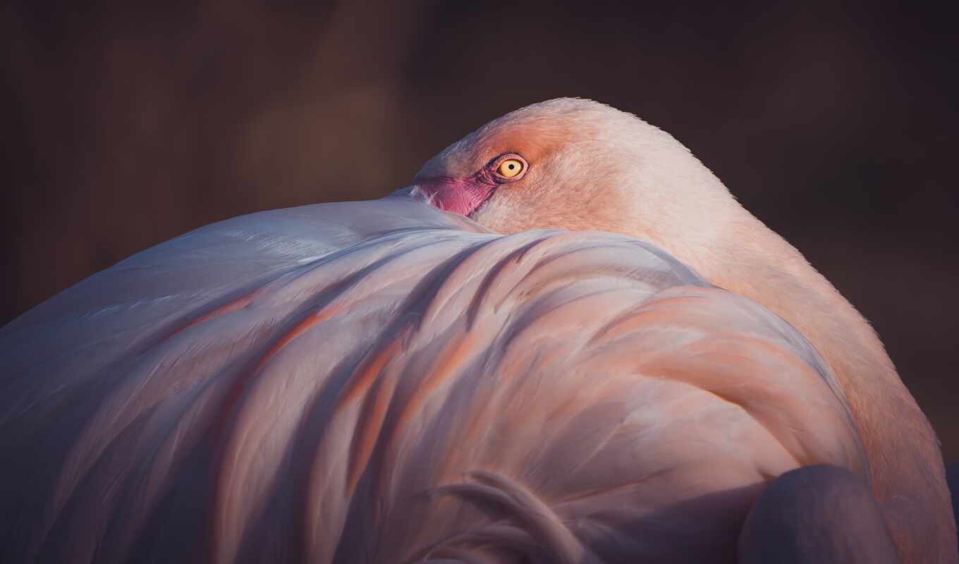 поза, птица, фламинго, розовый, cover, dark, крыло