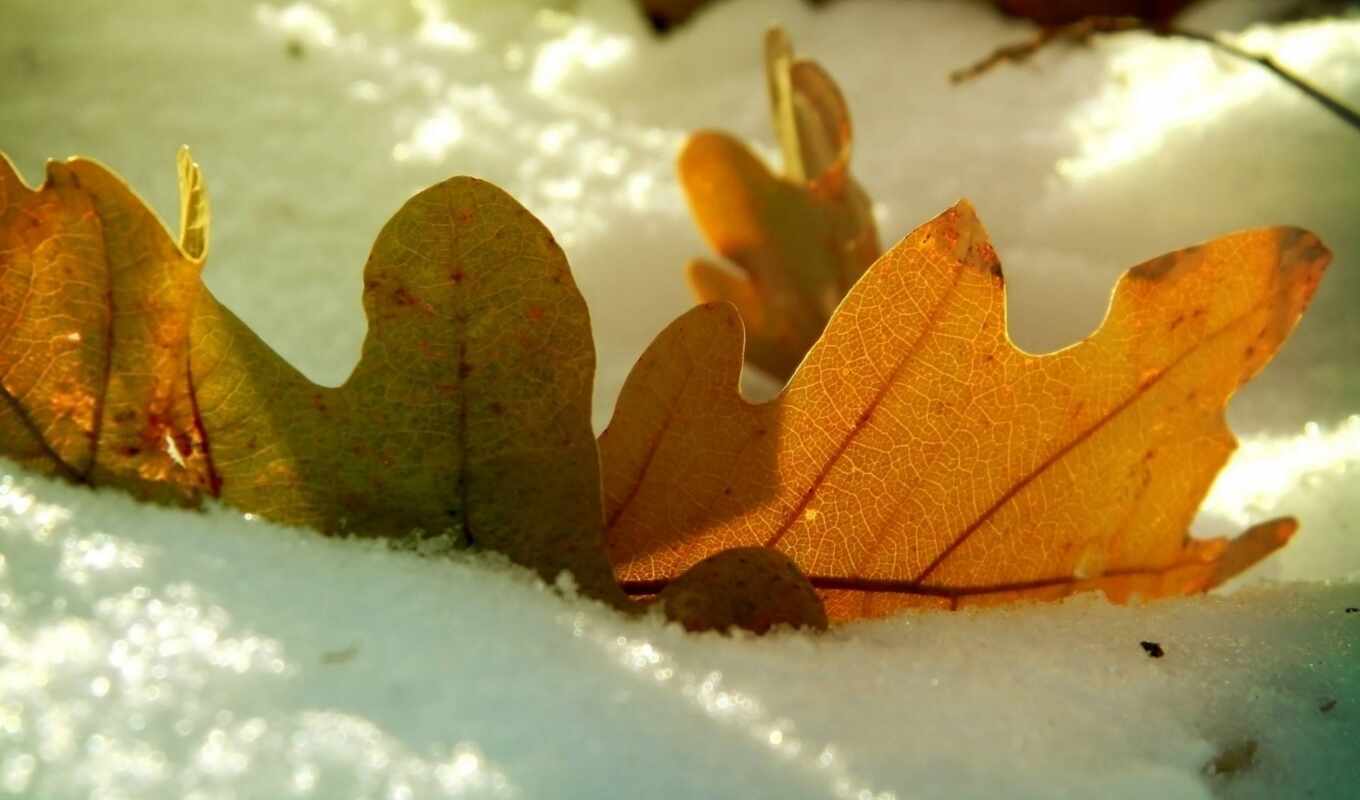 snow, winter, autumn, oak, leaf