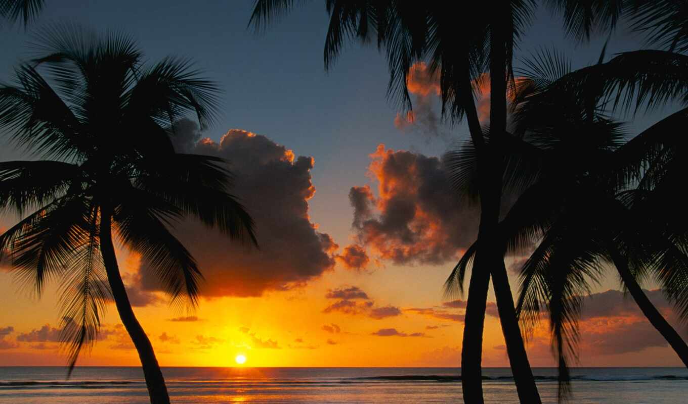 nature, sunset, sunset, beach, palm trees, www, suns, rocky