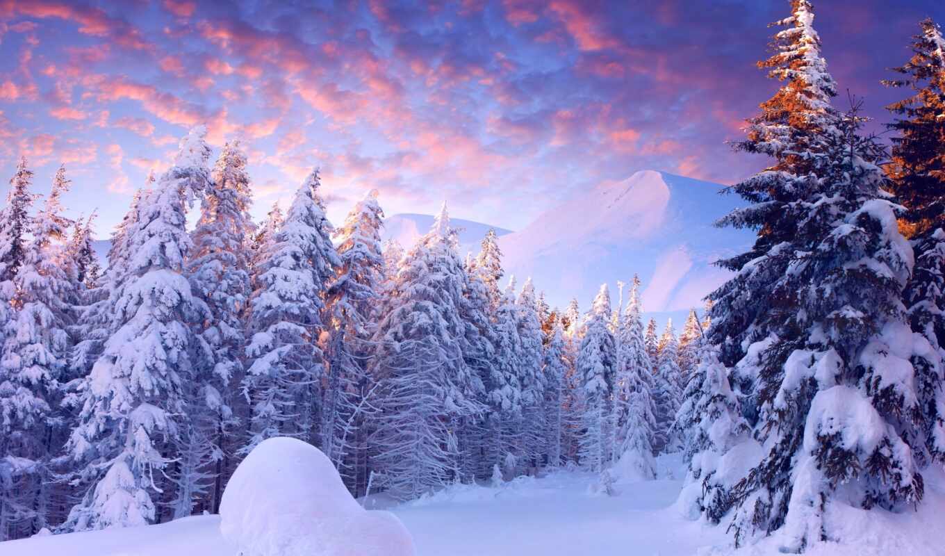 nature, snow, winter, forest, forest, coniferous, mountains, the woods, in winter, snow