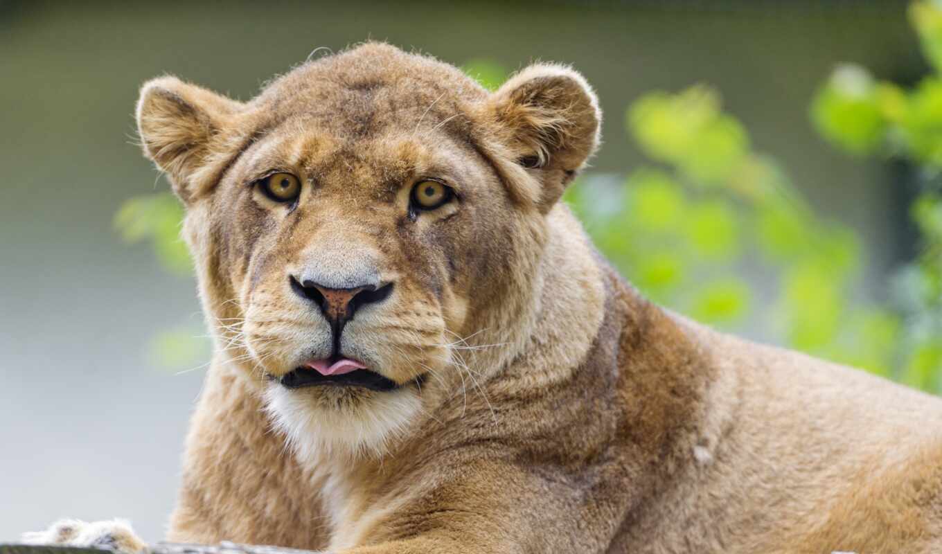 кот, морда, язык, jaguar, leona, львица, león, tambako