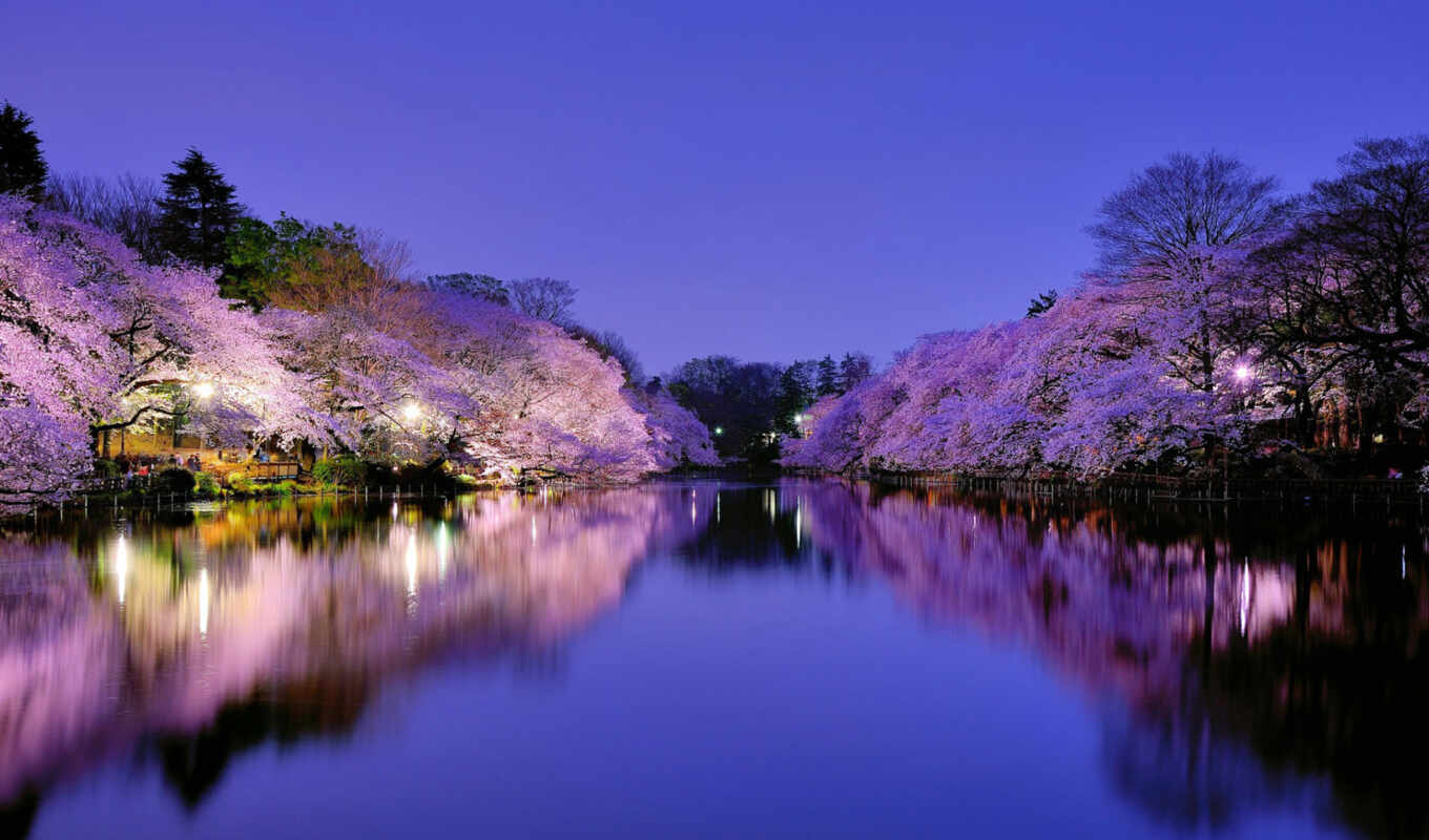 озеро, природа, небо, вечер, Сакура, japanese, цветение, отражение, cvety, фонари, осака