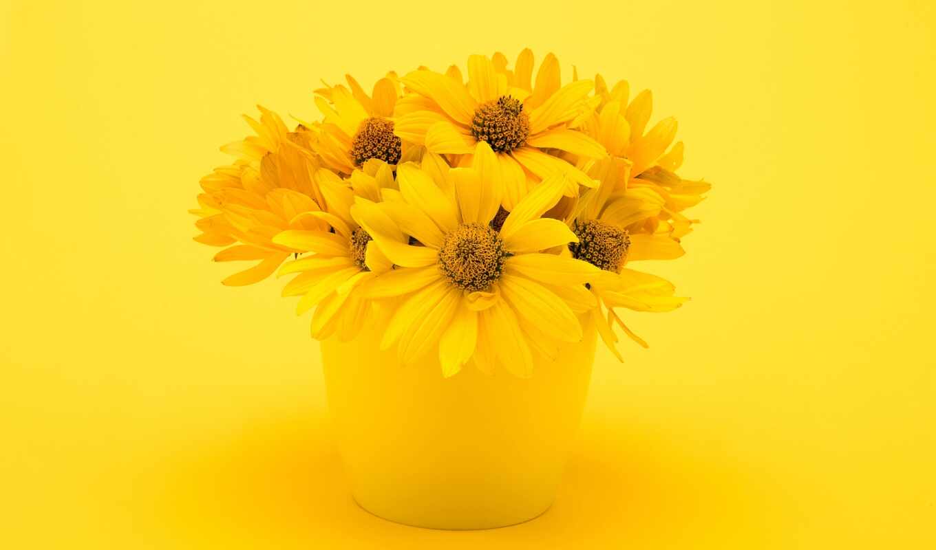 хороший, цветы, white, подсолнух, yellow, royalty, фотообои