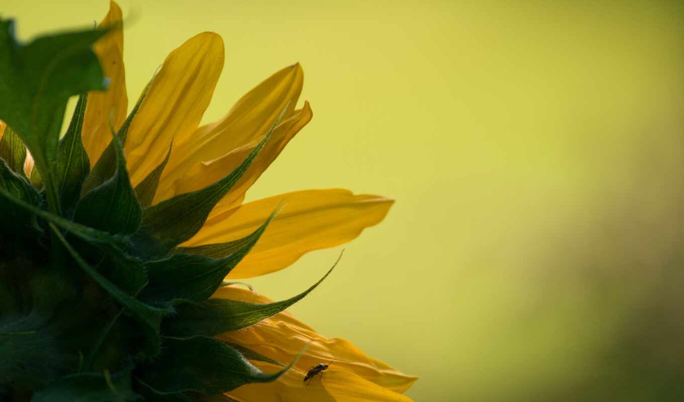 sunflower, birth, petal, congratulation, prose, dnee, makryi