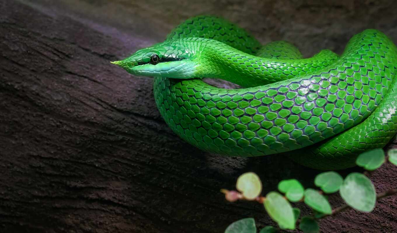 зелёный, snake