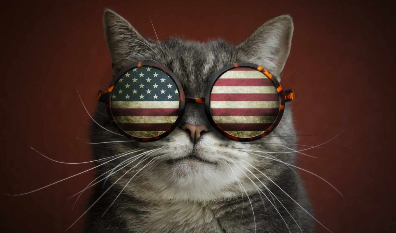glass, paint, cat, usa, american, funny, flag, sunglasses, point, cat