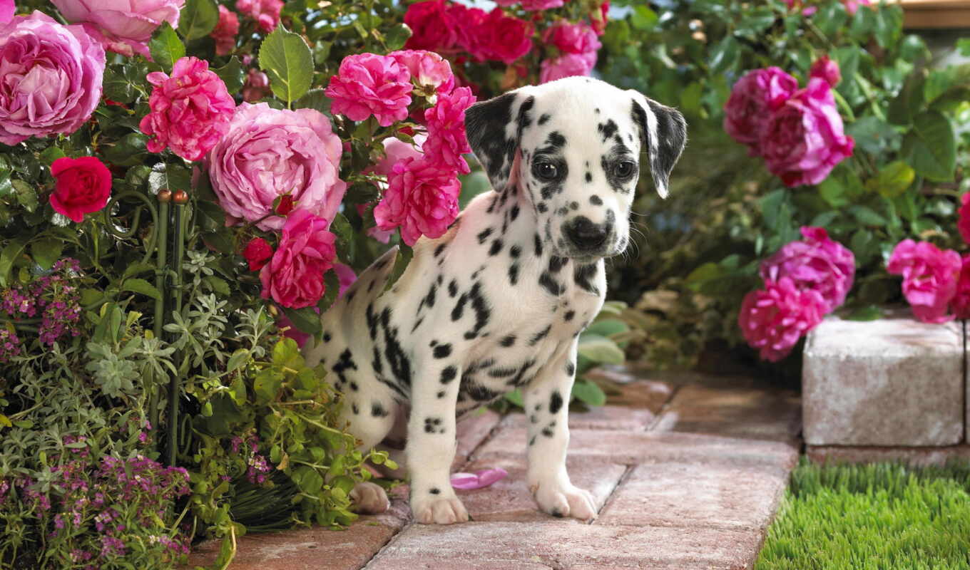 flowers, dog, puppy, dalmatian