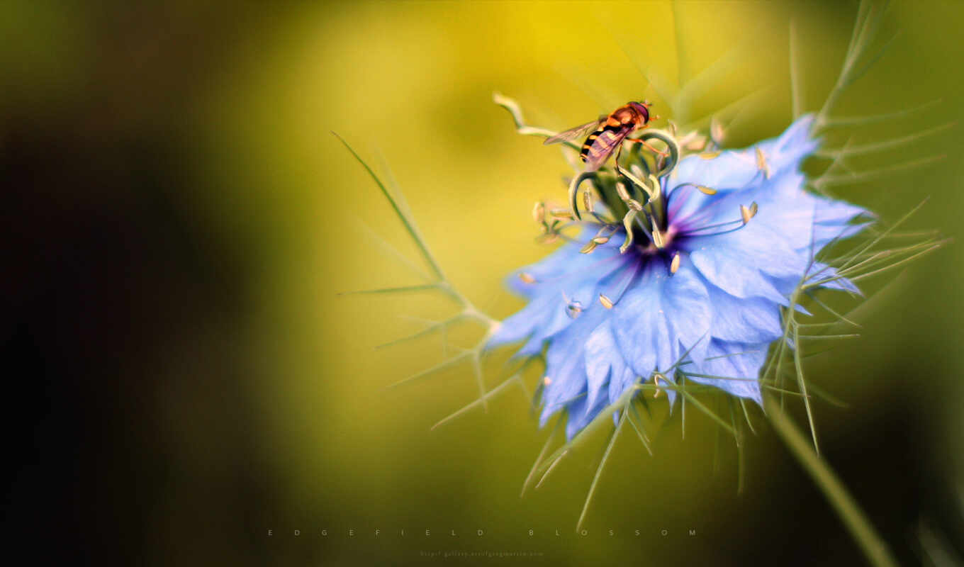 flowers, blue, insect