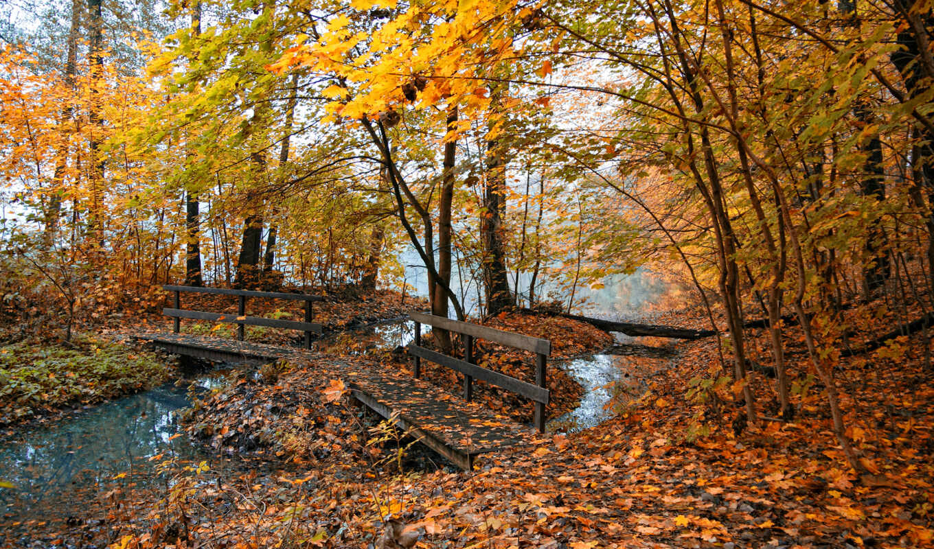 nature, trees, Photo, picture, leaves, autumn, pond, yellow, autumn, fog, places, bridge