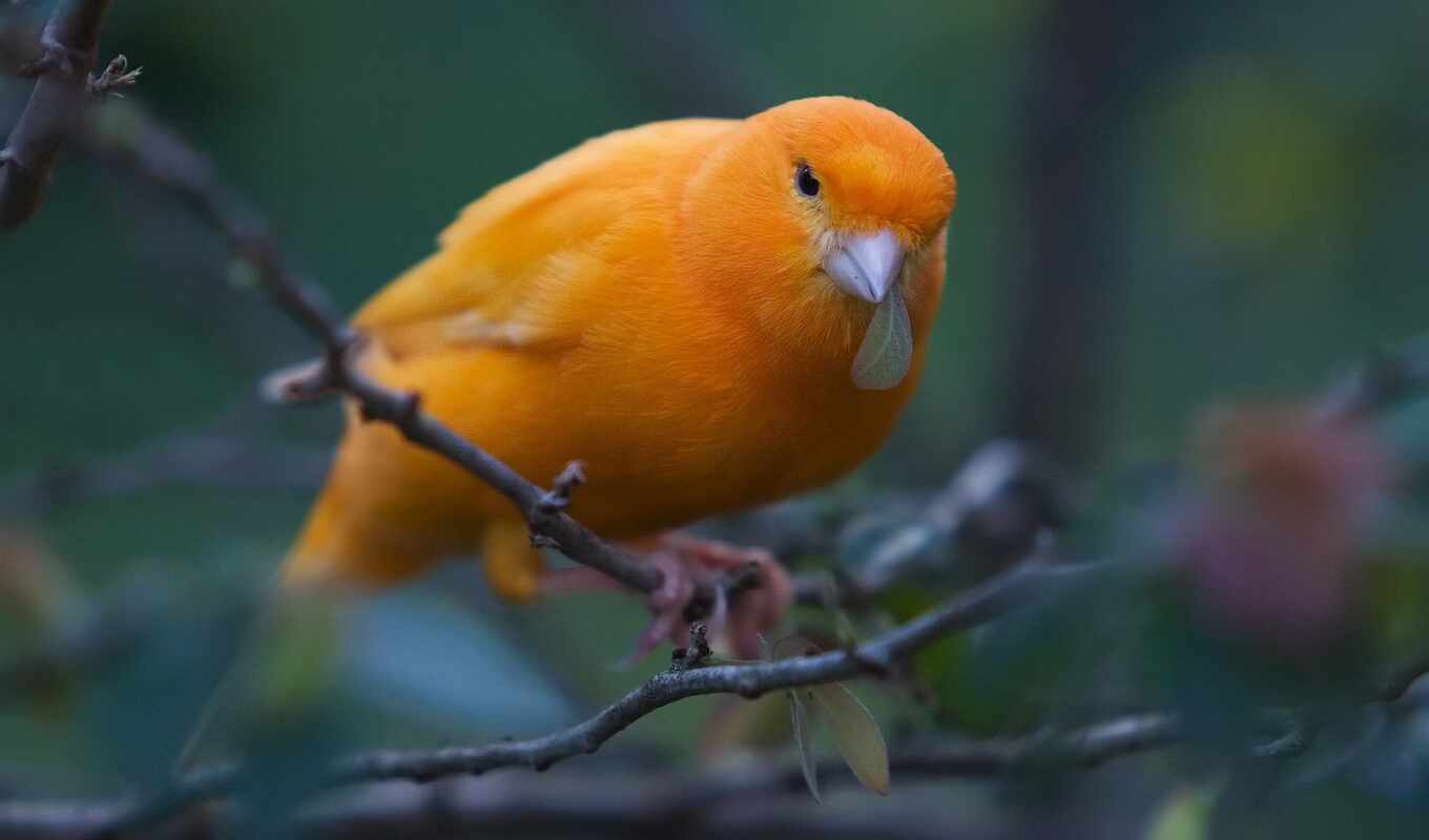 bird, branch, canary, canary