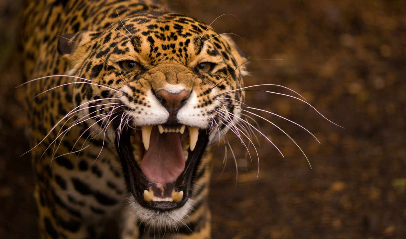 злой, jaguar