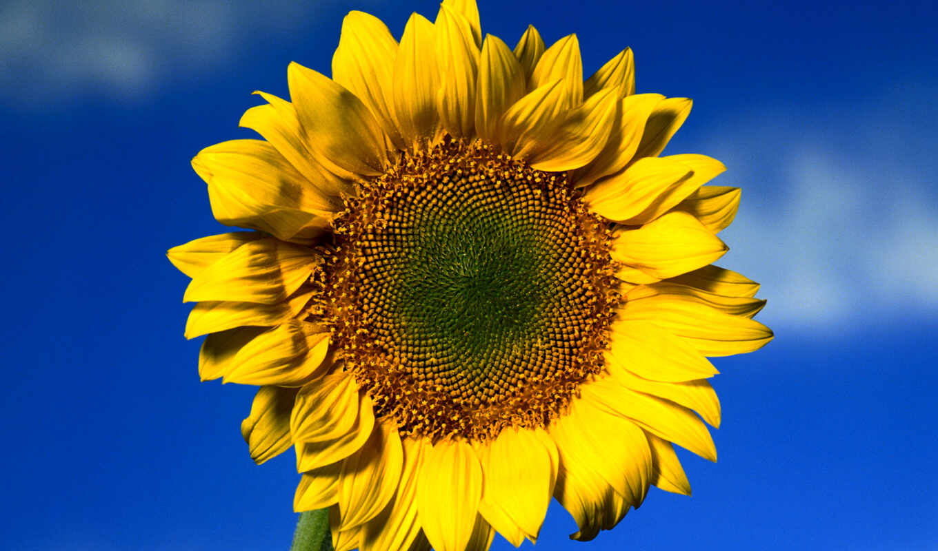 flowers, field, sunflower, sunflowers, cvety, sunny, sunflowers, the devil
