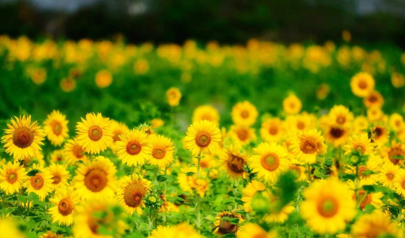 nature, summer, picture, high, yellow, sunflowers, cvety, excellent, collector