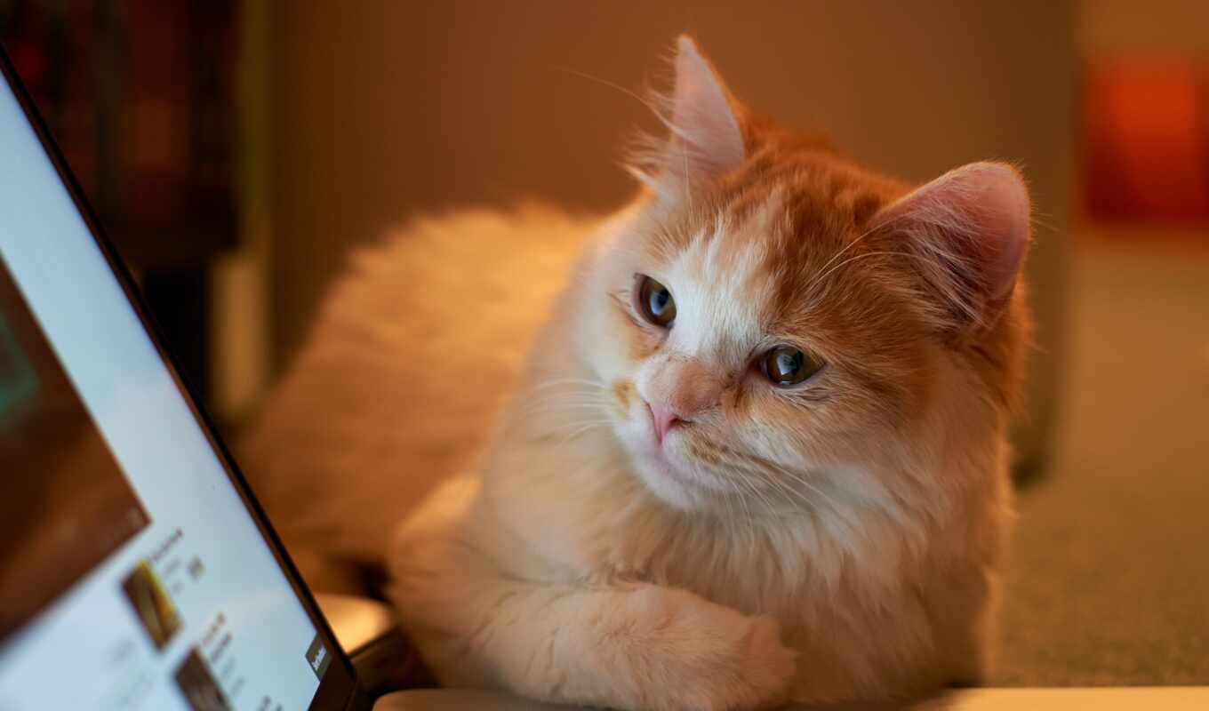экран, ноутбук, серый, кот, смотрит, кошки, котенок, ноутбука