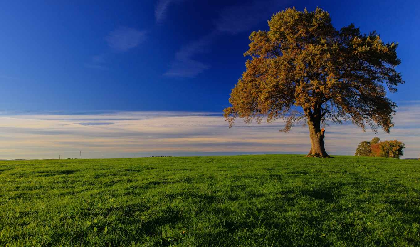 небо, blue, дерево, зелёный, трава, поле, облако, trees, луг