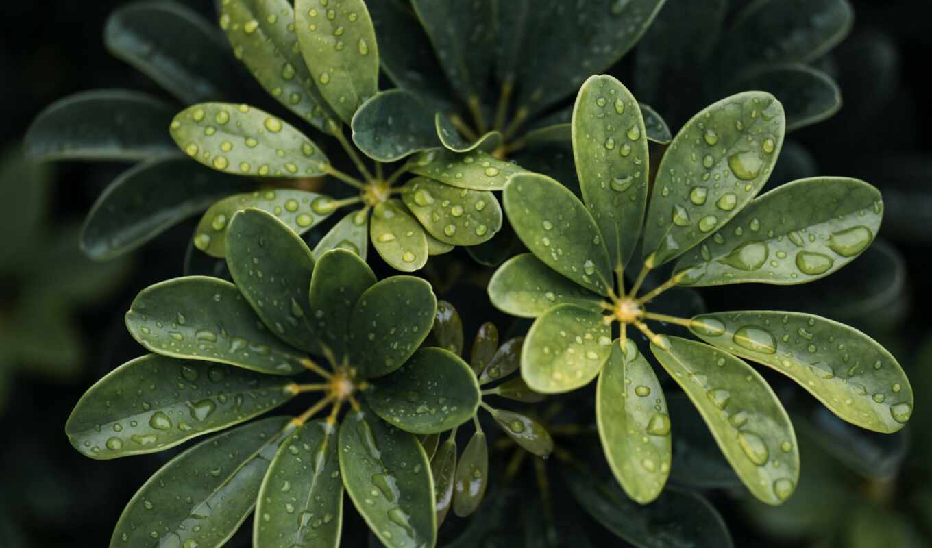 drop, green, water, plant, leaf, blurring