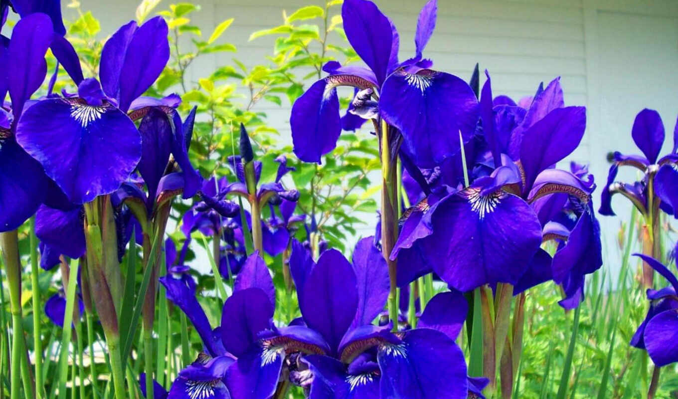 flowers, pot, japanese, iris, flowerbed